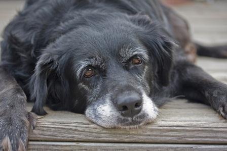 Senior Pets: Caring for Your Aging Animal